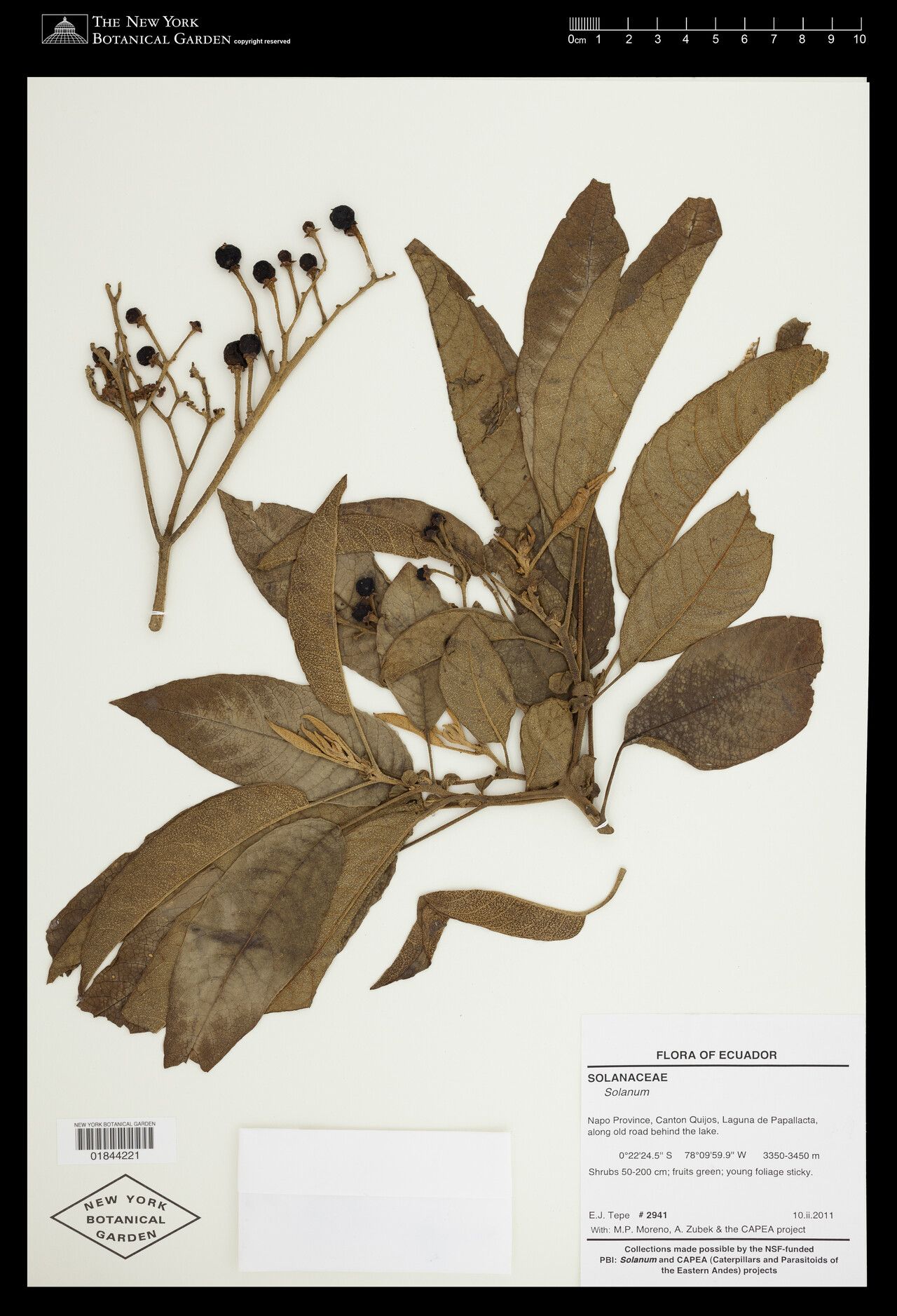 Solanum hypaleurotrichum — houseplant care guide