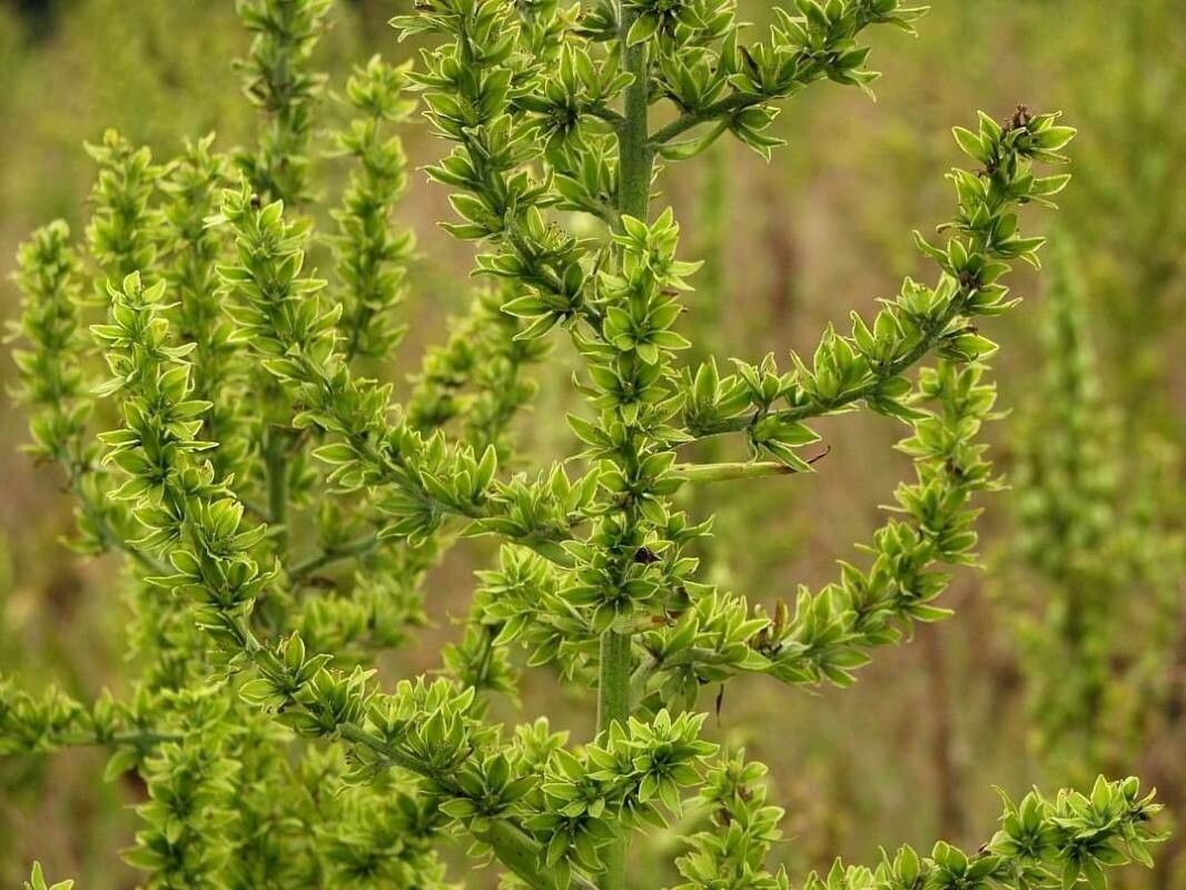 Veratrum viride flower