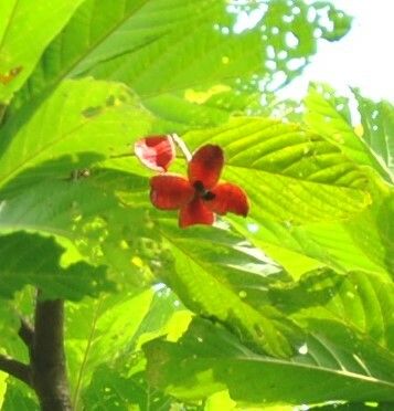 Sterculia africana fruit