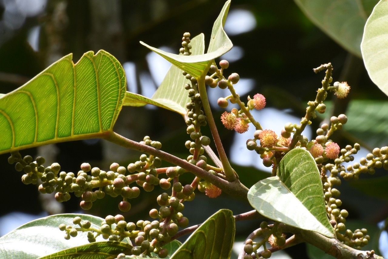 Hancea integrifolia flower