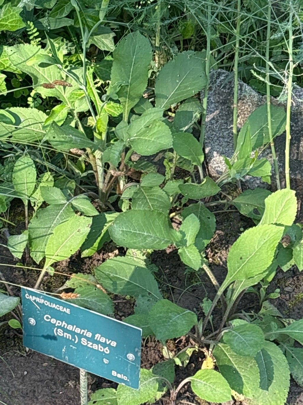 Cephalaria flava — related species from the same genus