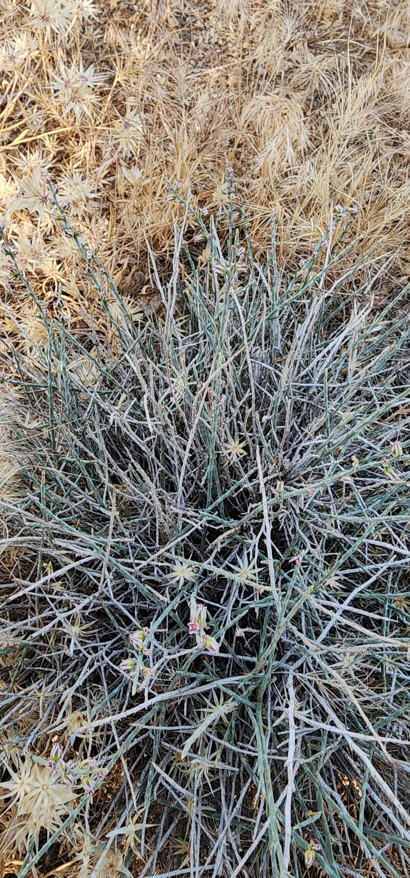 Polygonum setosum habit