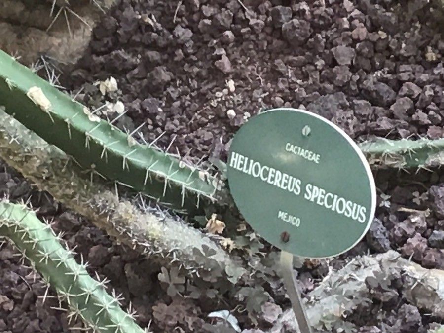 Disocactus speciosus — search result for 'Cereus'