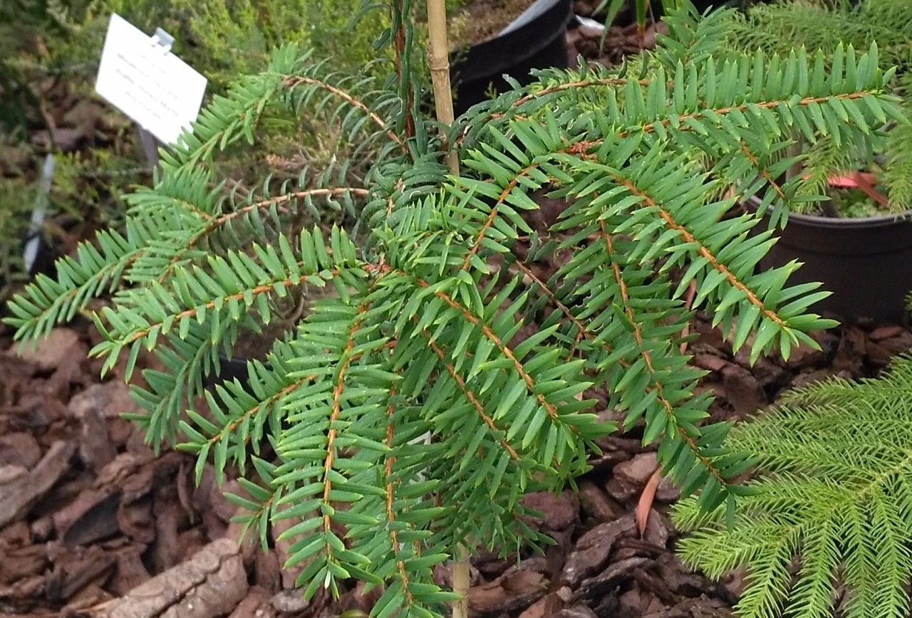 Pseudotaxus chienii — search result for 'Taxus'