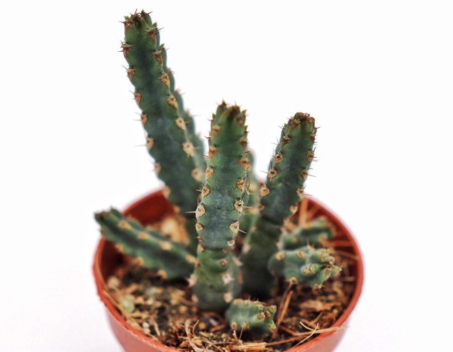 Euphorbia debilispina leaf