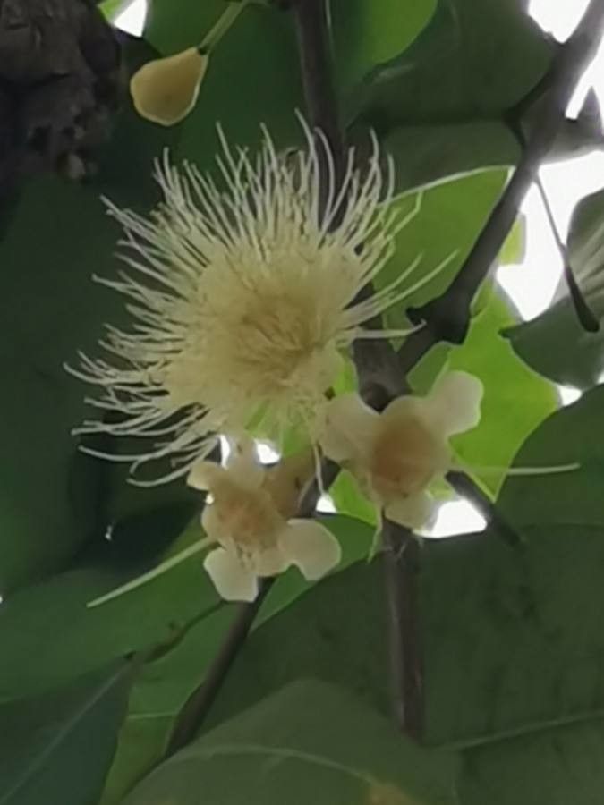 Syzygium aqueum flower