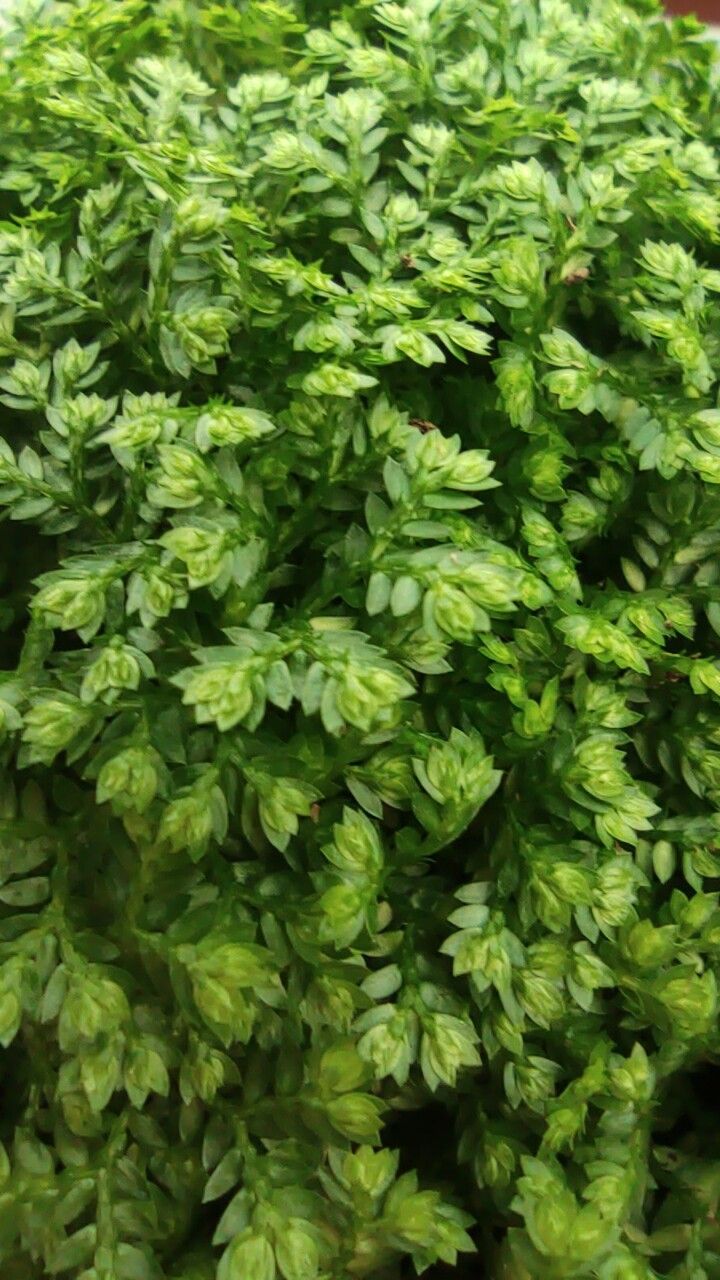 Lycopodioides apoda — pet friendly houseplant