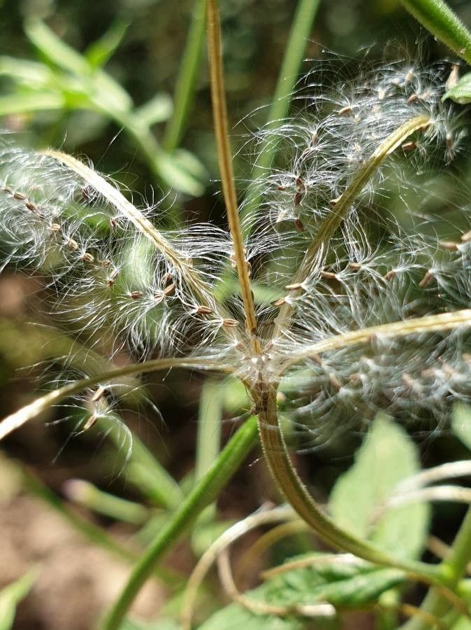Epilobium obscurum fruit