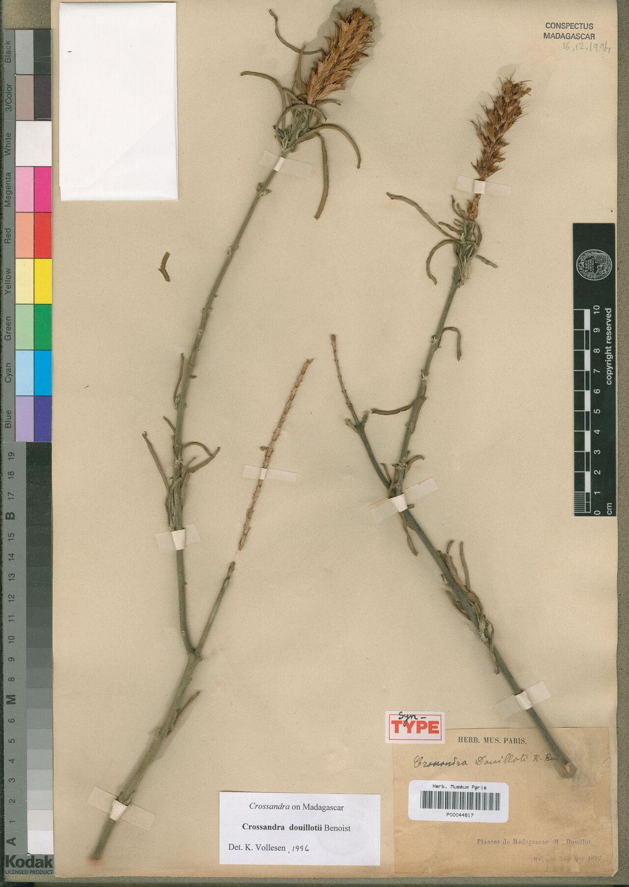 Crossandra douillotii — search result for 'Crossandra'