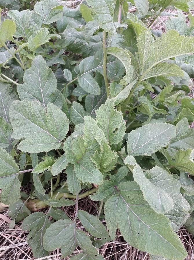 Brassica tournefortii leaf