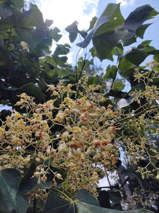 Firmiana simplex flower