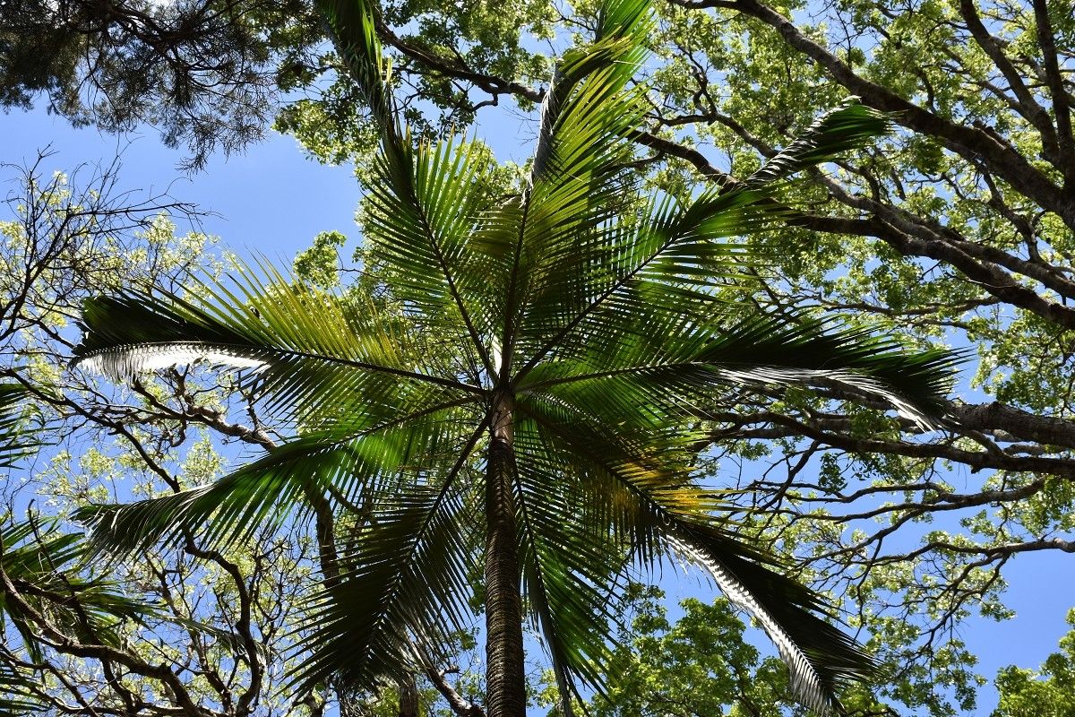 Dictyosperma album leaf