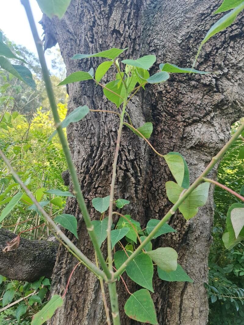 Homalanthus populneus bark