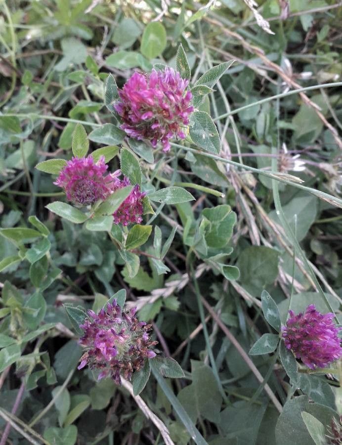 Trifolium medium flower