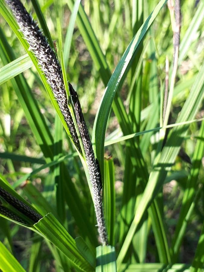 Carex acuta flower