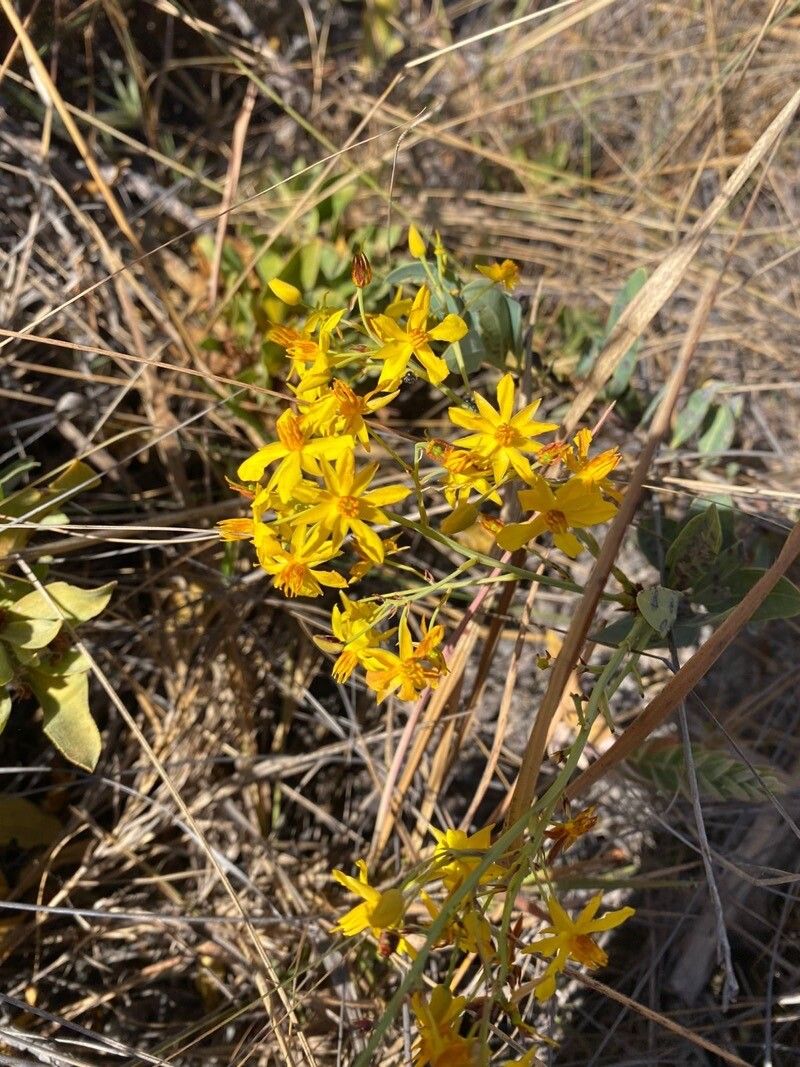 Bloomeria crocea flower