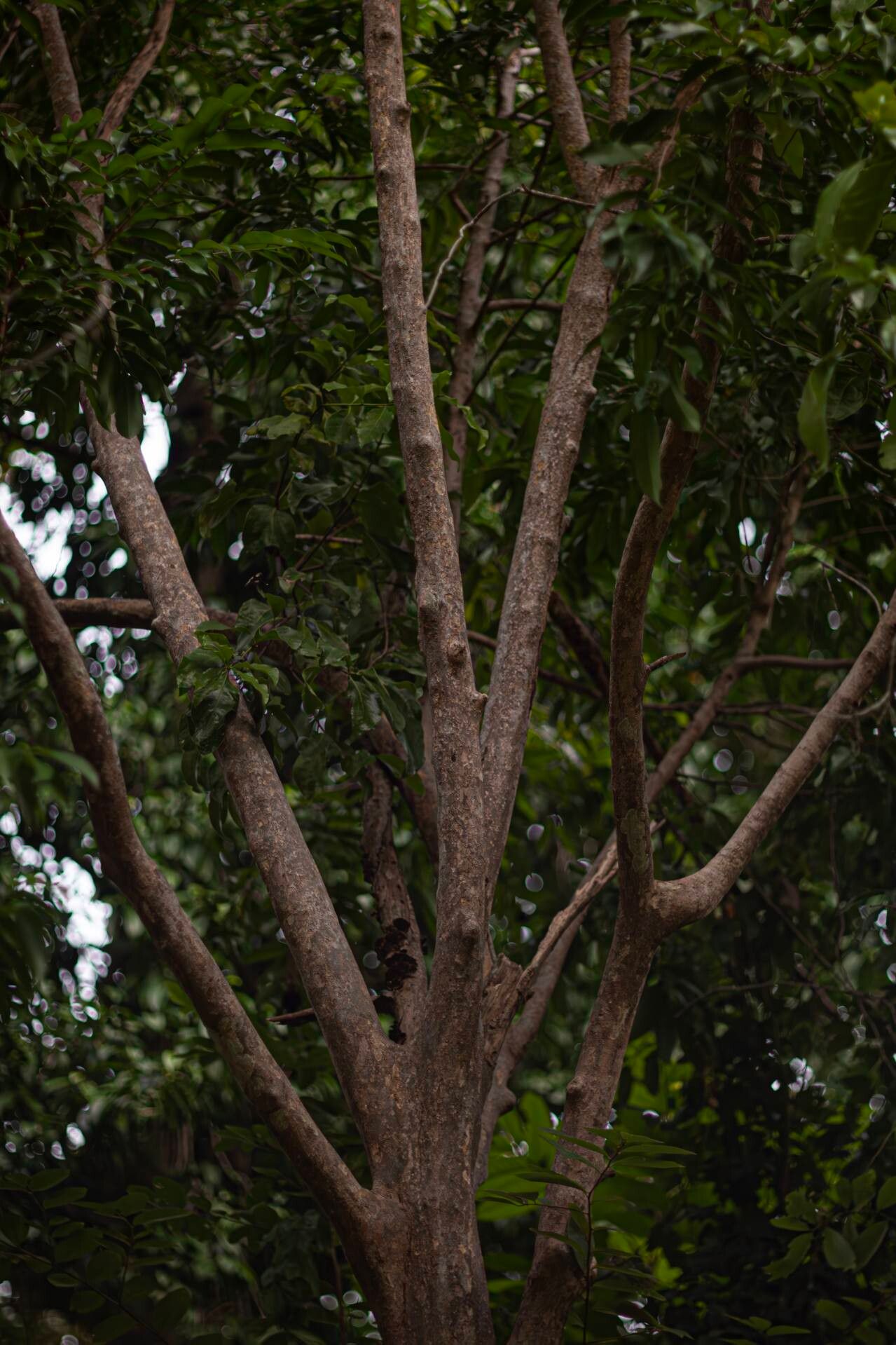 Hydnocarpus ilicifolius bark