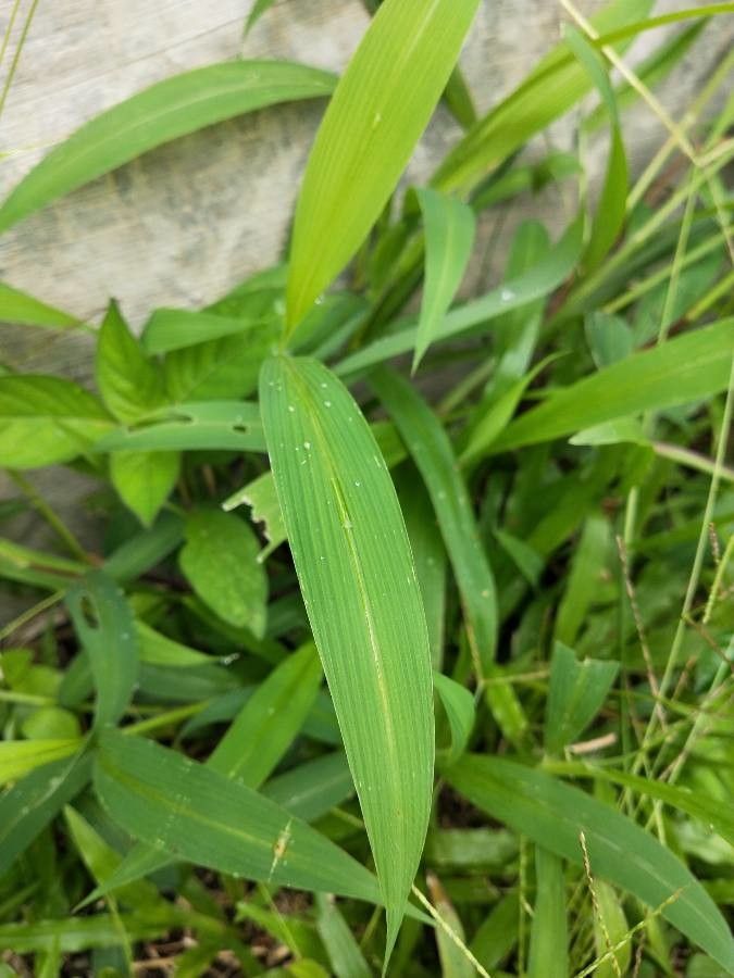 Setaria barbata leaf