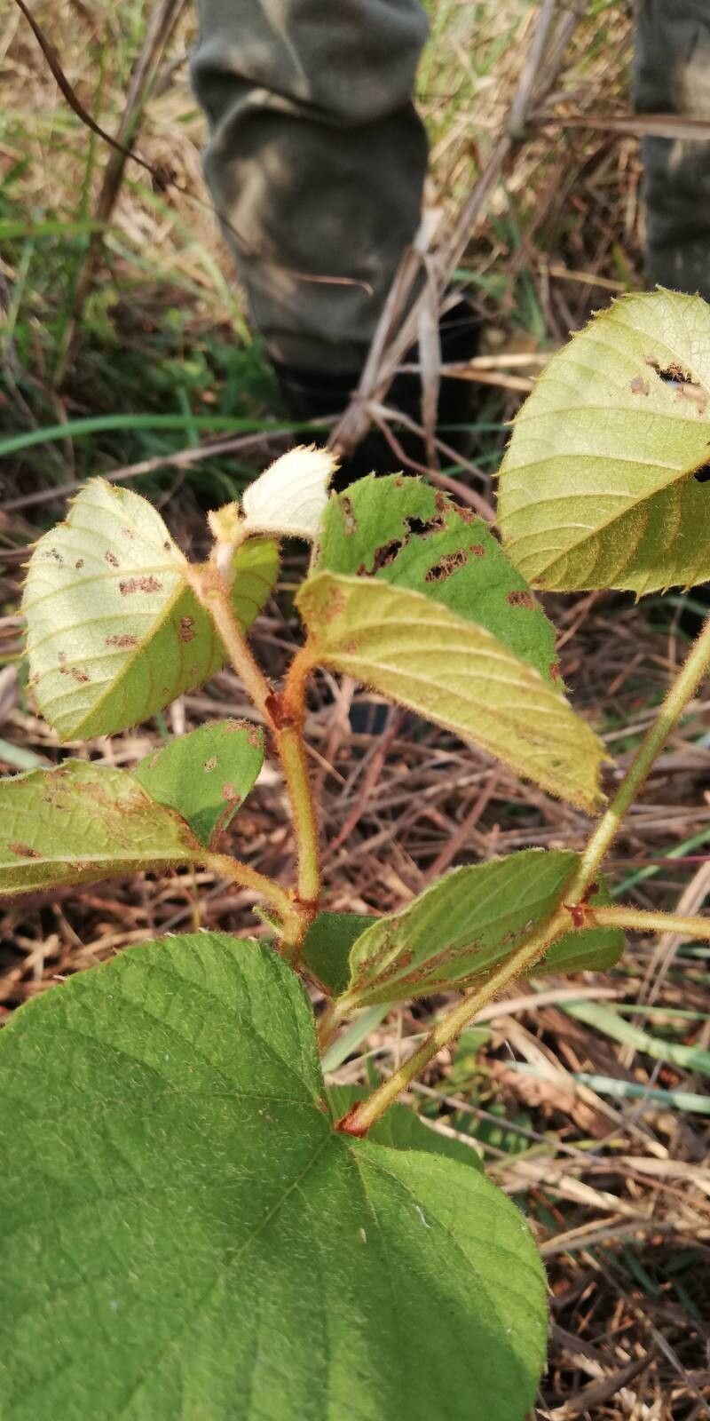 Cissus ruginosicarpa — houseplant care guide