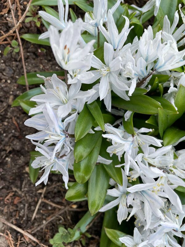 Scilla mischtschenkoana flower