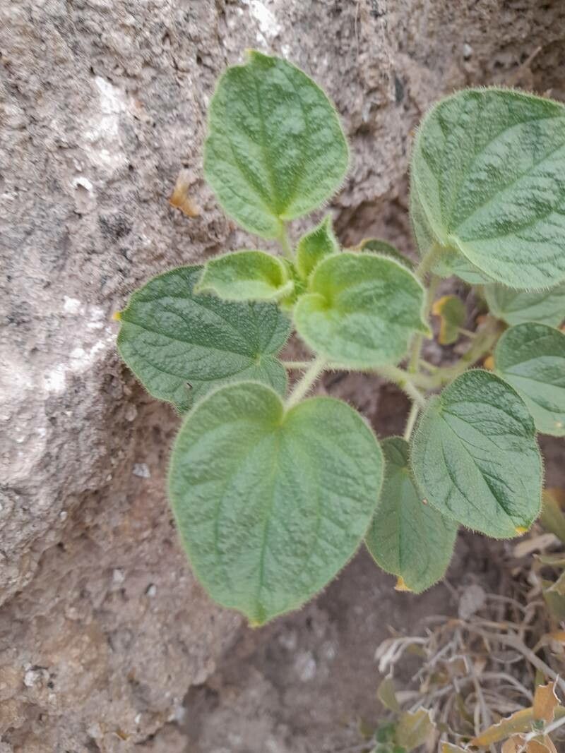 Cleome quinquenervia leaf