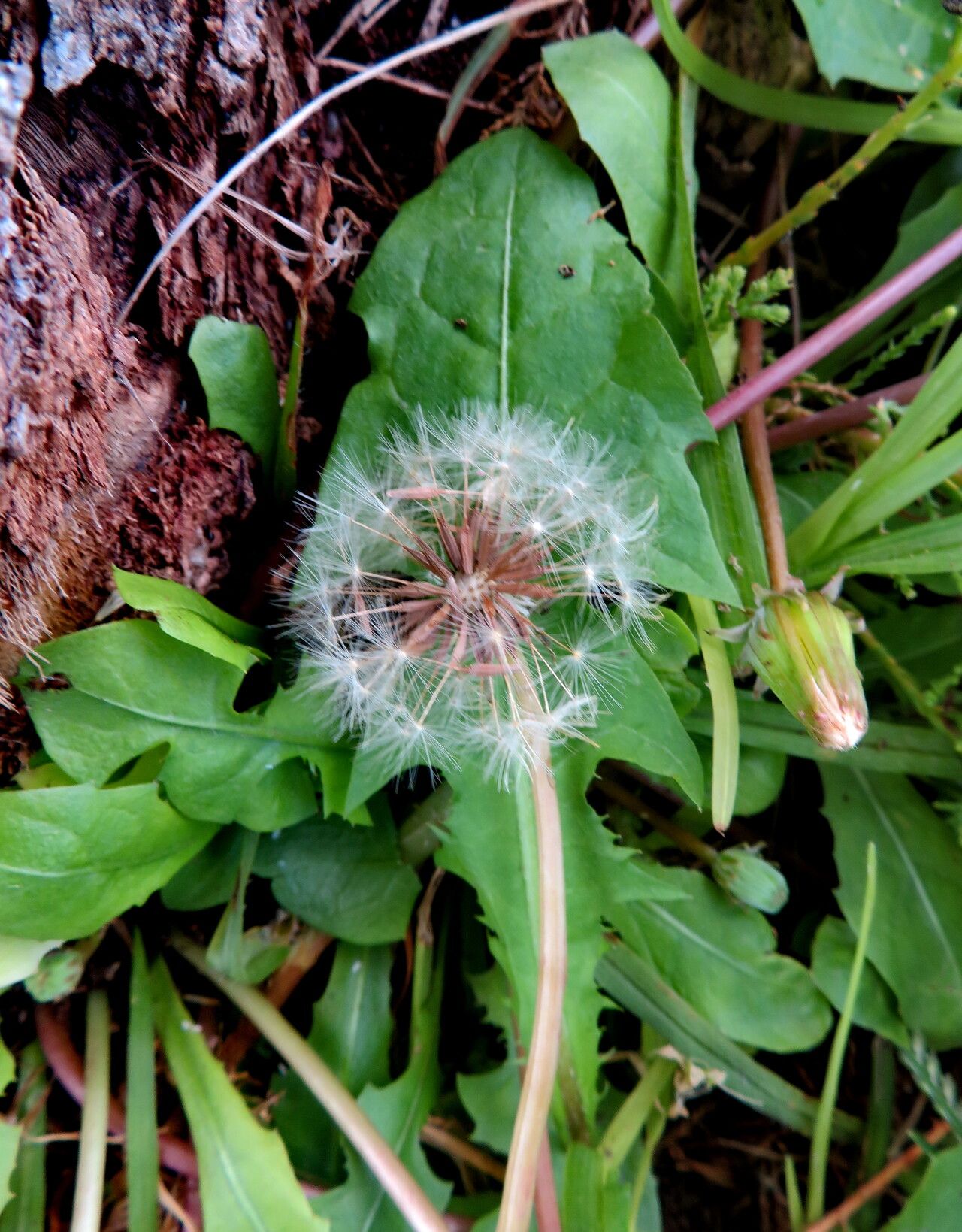 Taraxacum megalorrhizon fruit