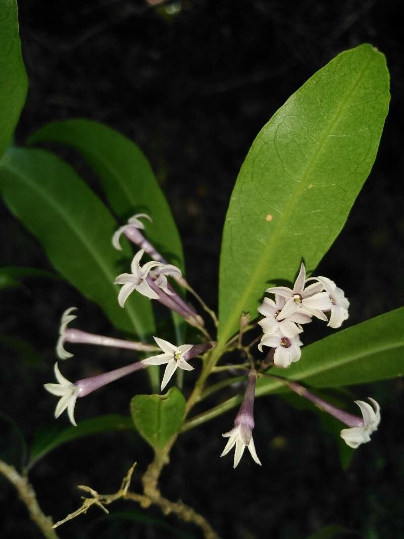 Cestrum irazuense flower
