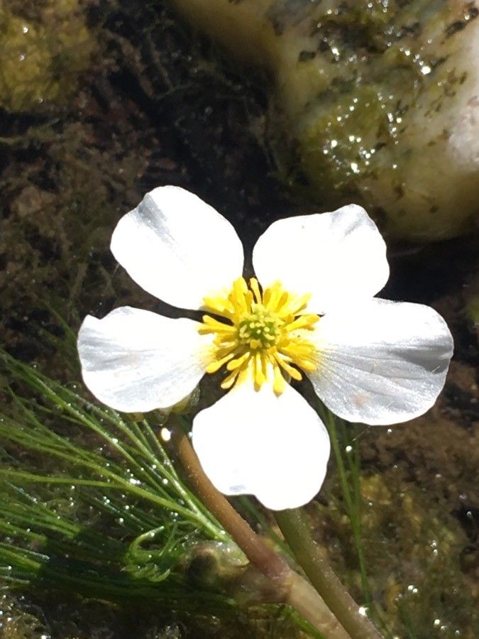 Ranunculus fluitans flower