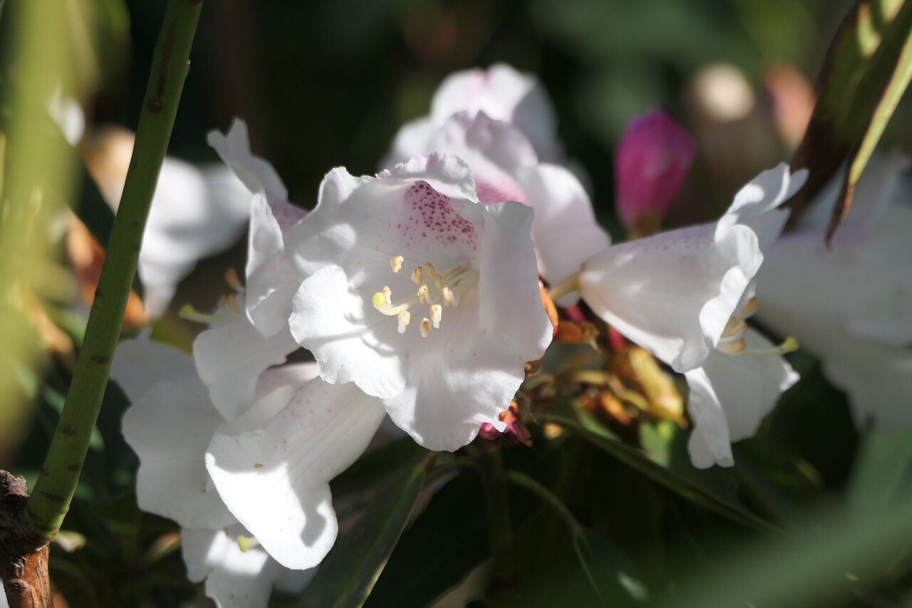 Rhododendron morii flower