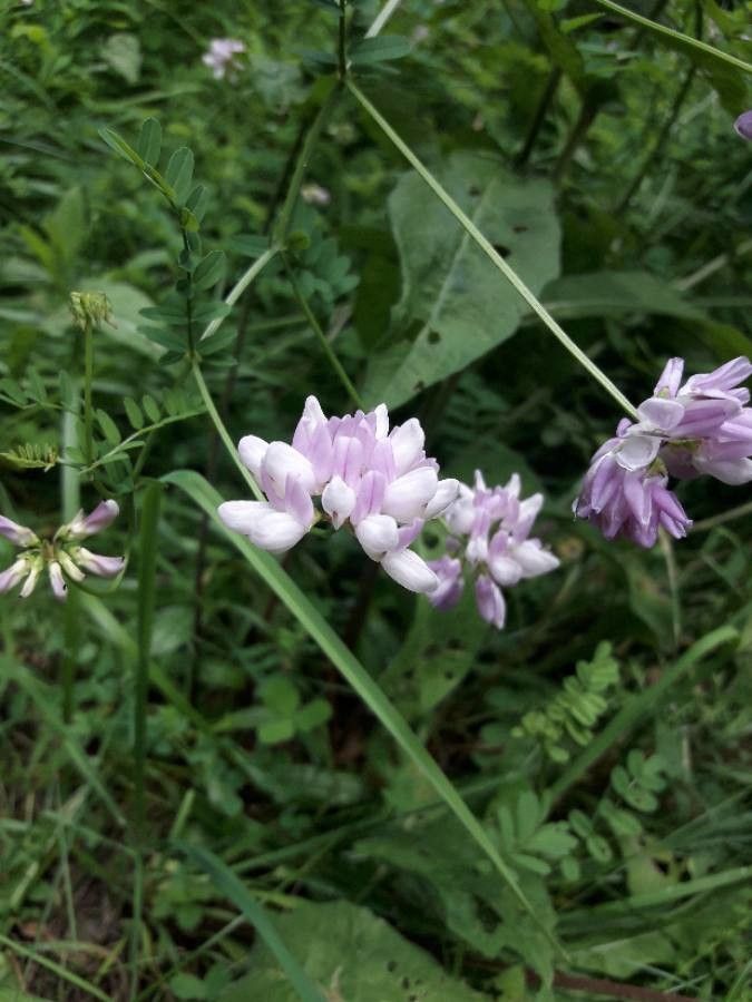 Coronilla varia flower