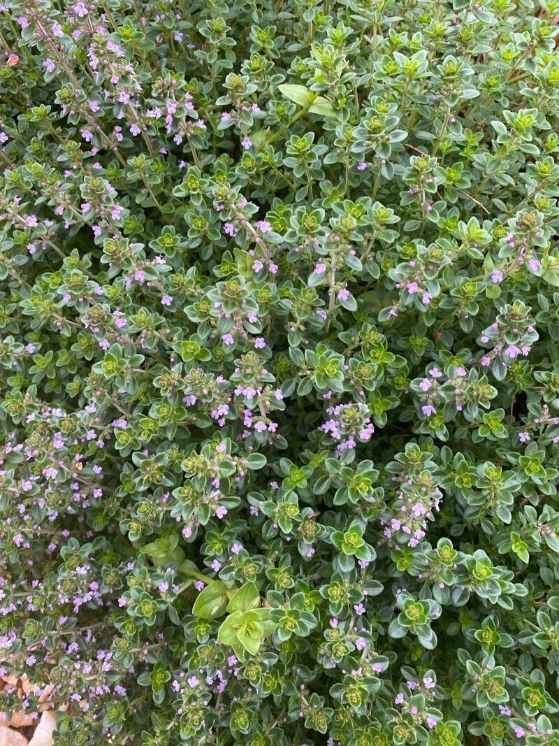 Thymus × citriodorus flower