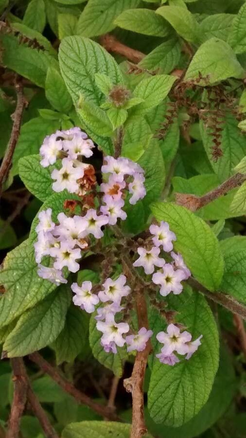 Heliotropium amplexicaule flower
