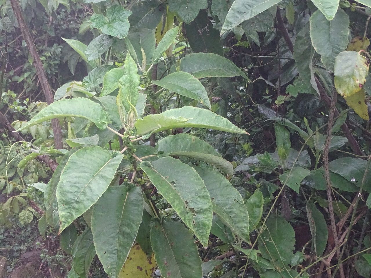 Solanum giganteum — search result for 'Solanum'