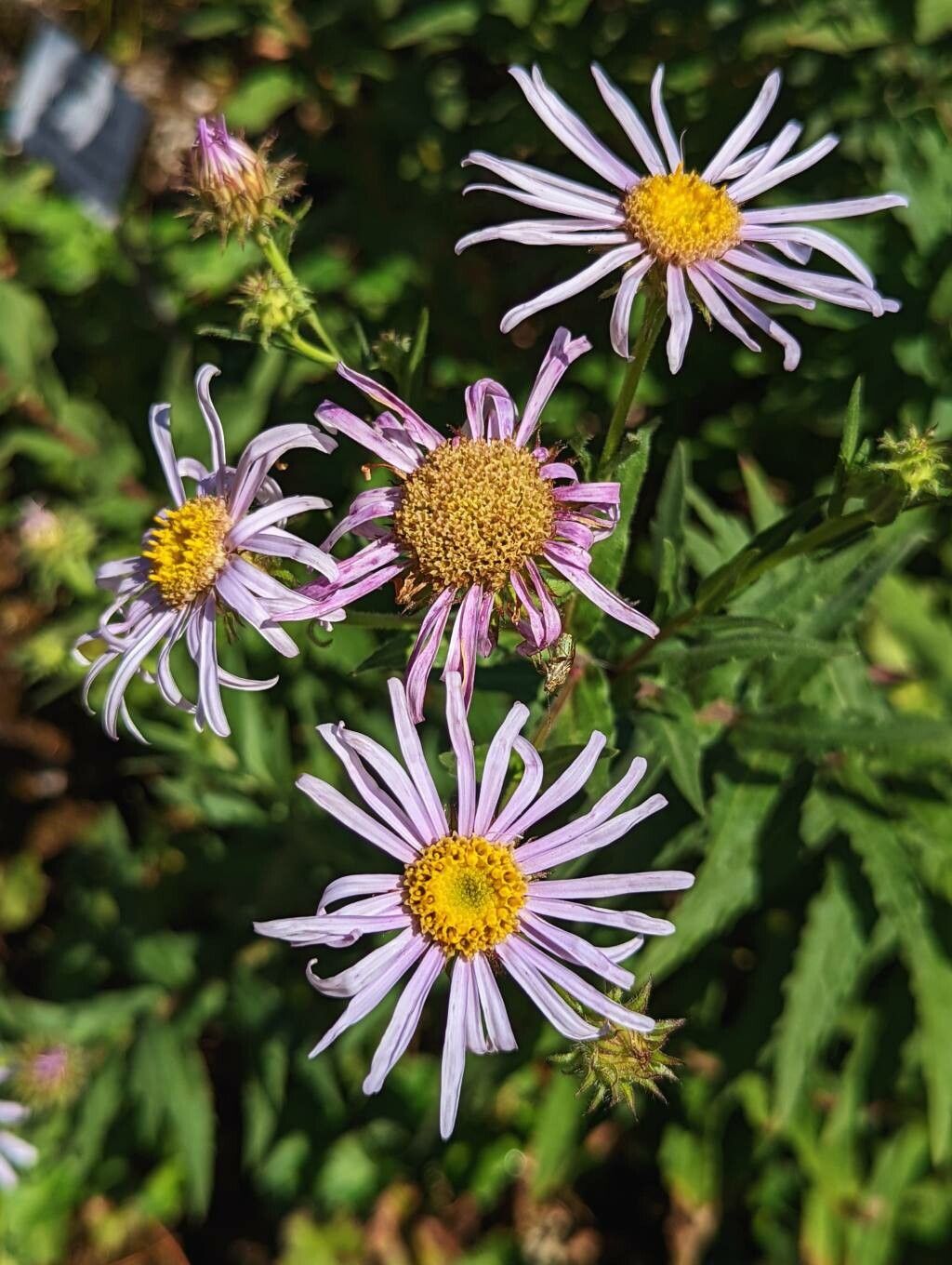 Aster pyrenaeus flower