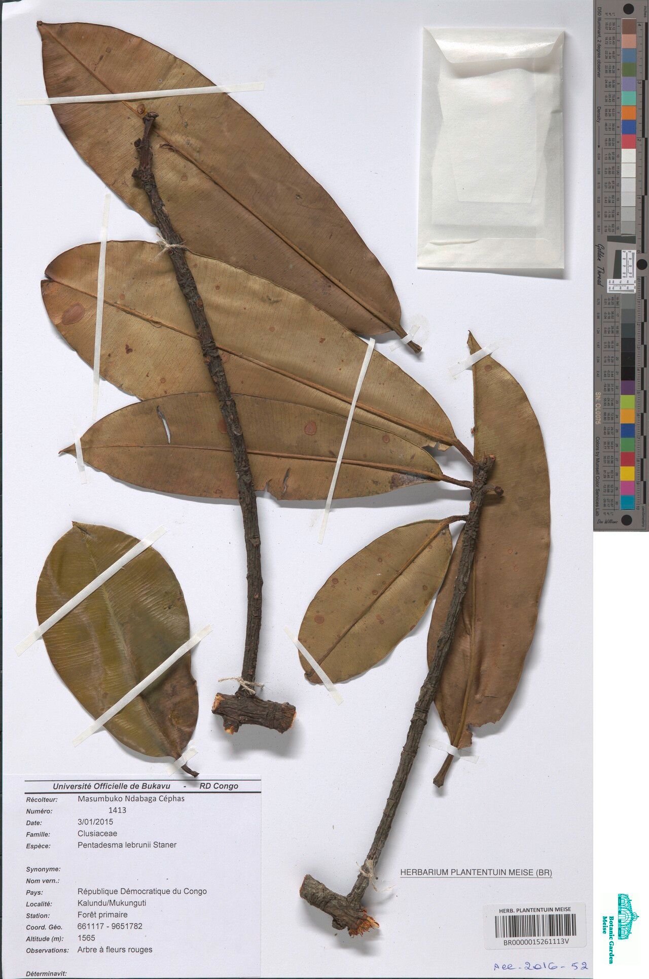 Pentadesma lebrunii — related species from the same genus