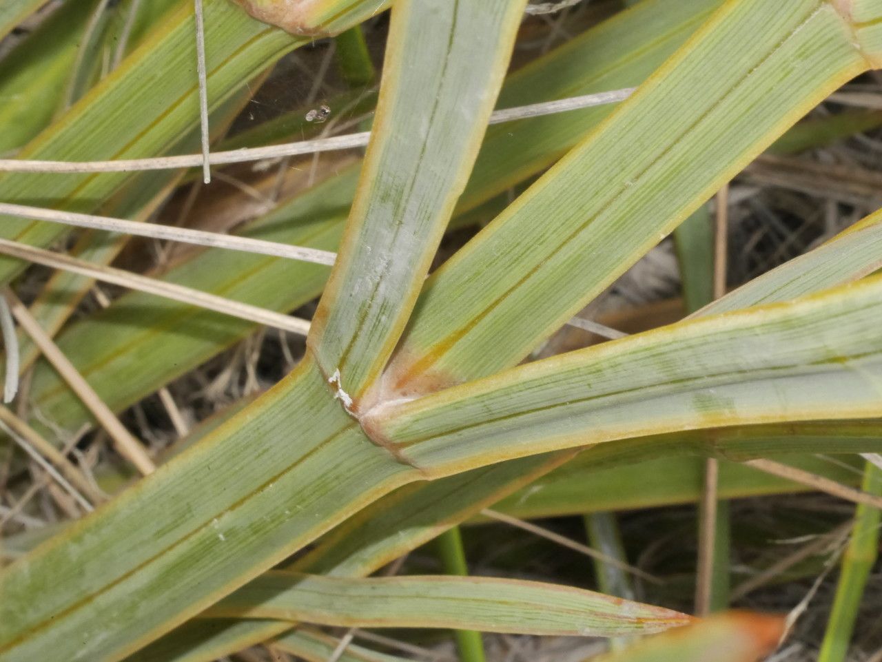 Aciphylla colensoi — houseplant care guide