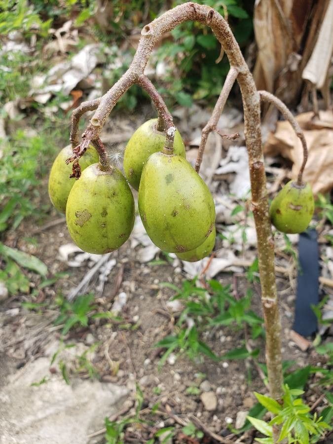 Spondias dulcis fruit