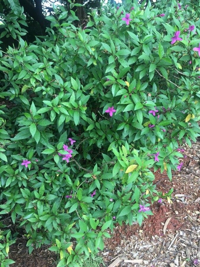 Pseuderanthemum laxiflorum habit