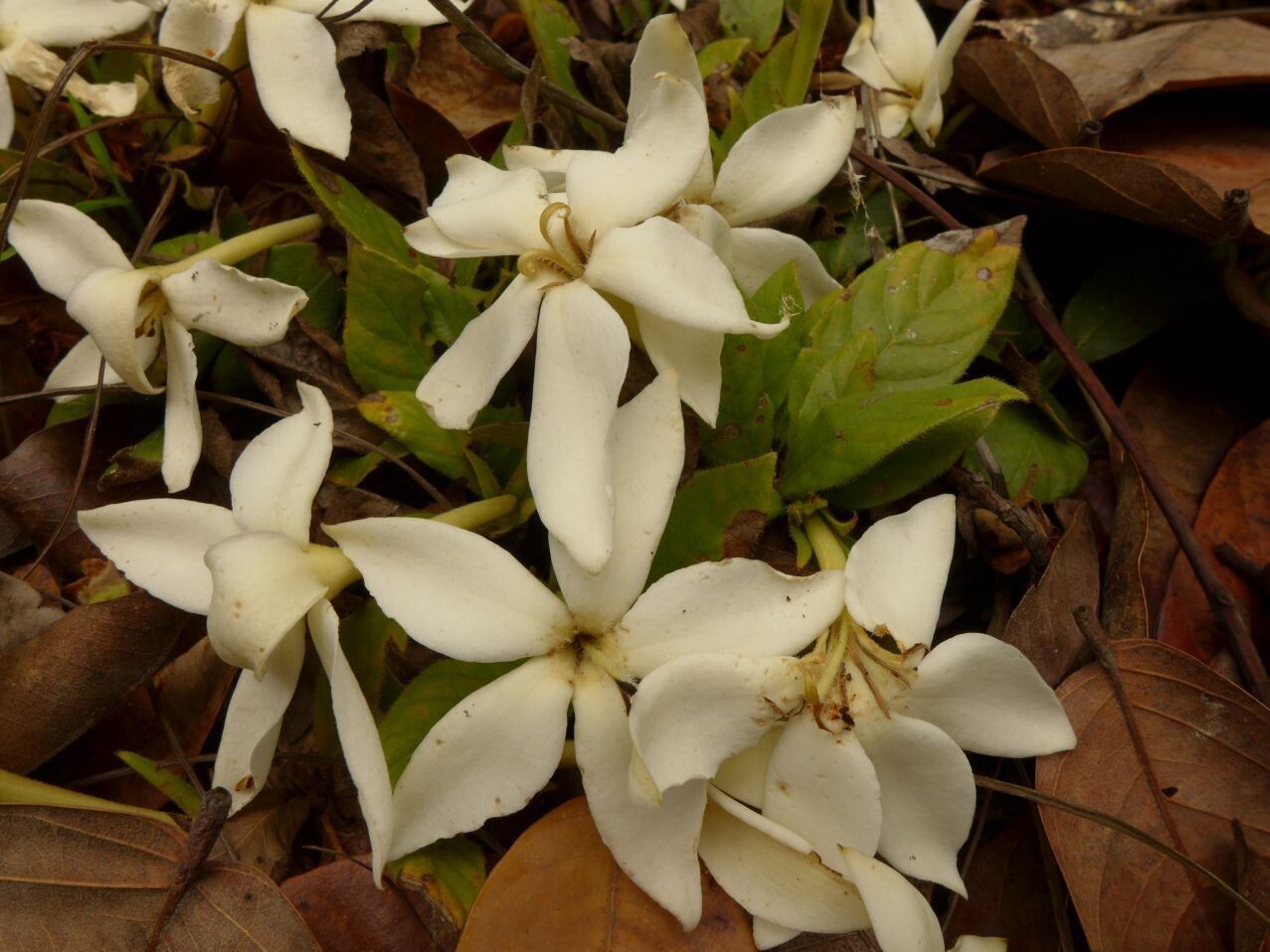 Gardenia subacaulis — search result for 'Gardenia'
