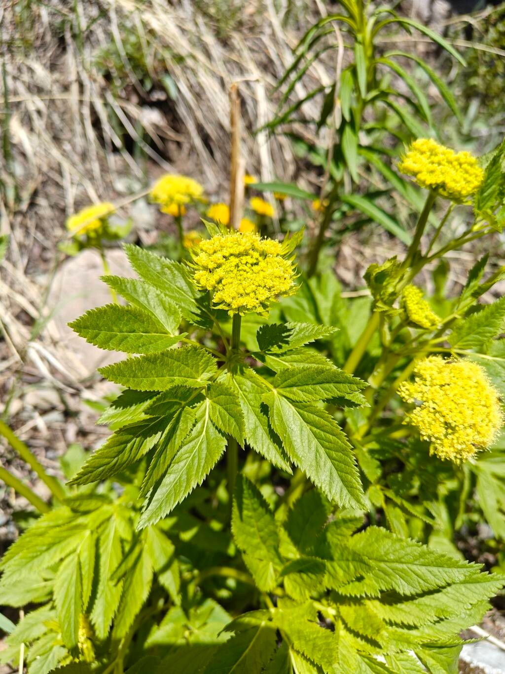 Angelica dawsonii flower
