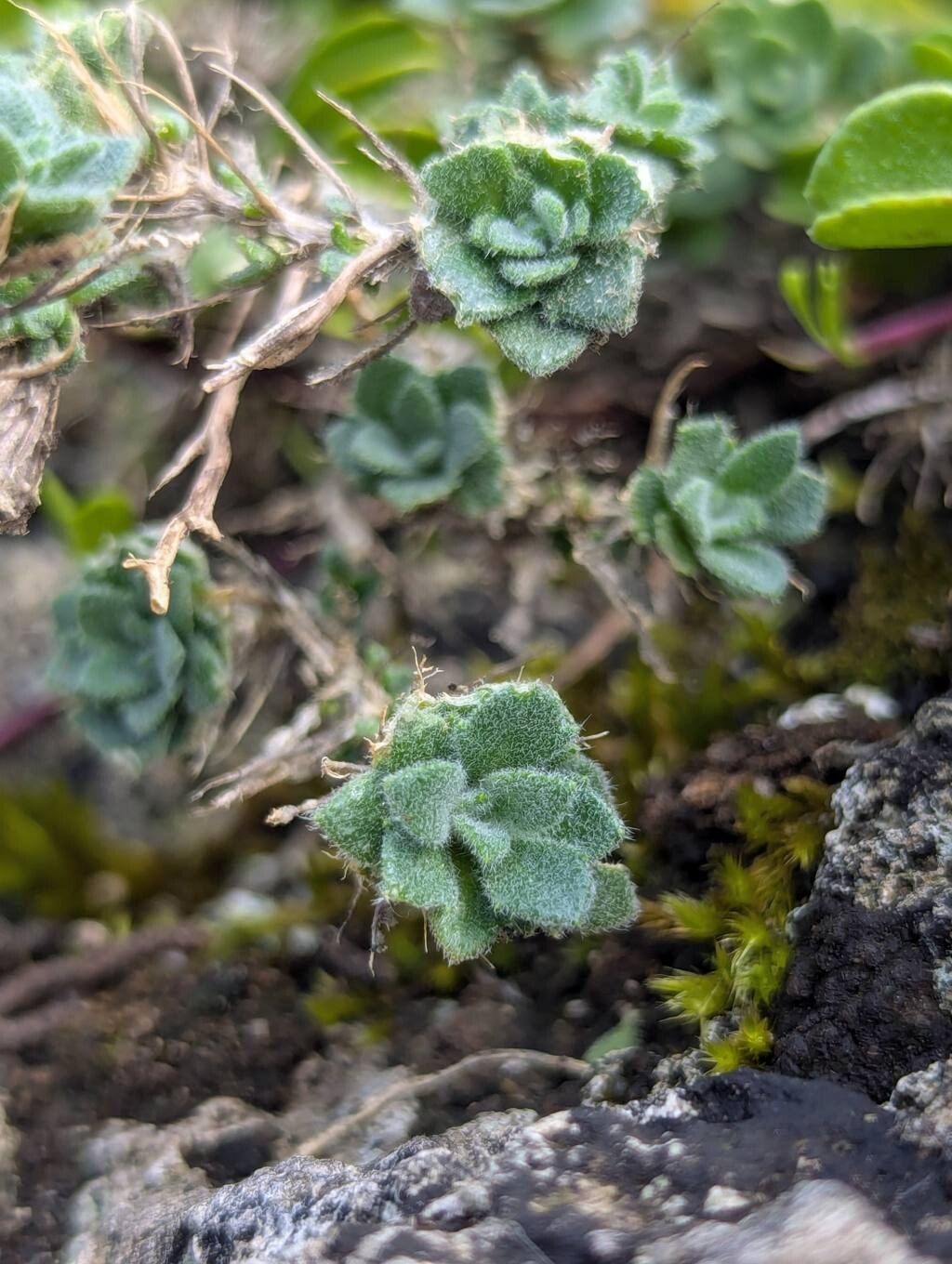 Aubrieta canescens — related species from the same genus