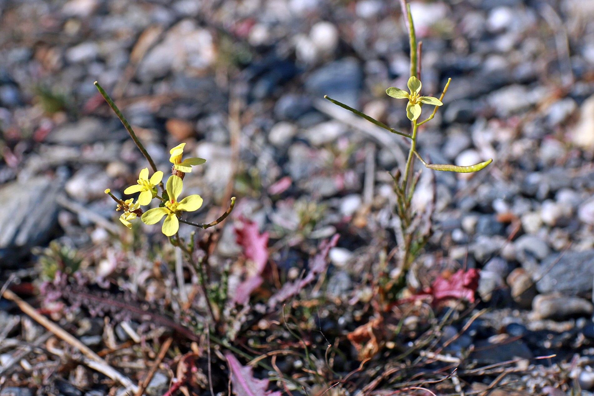 Diplotaxis ilorcitana — search result for 'Diplotaxis'