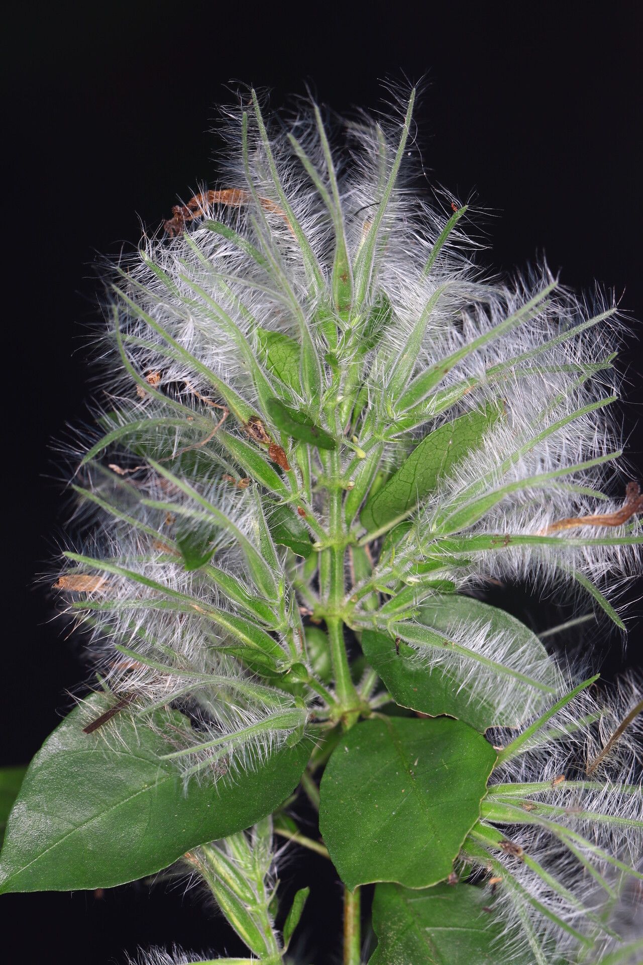 Hypoestes arachnopus — houseplant care guide