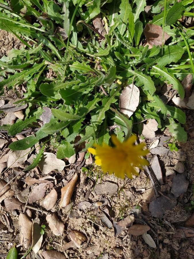 Leontodon incanus leaf