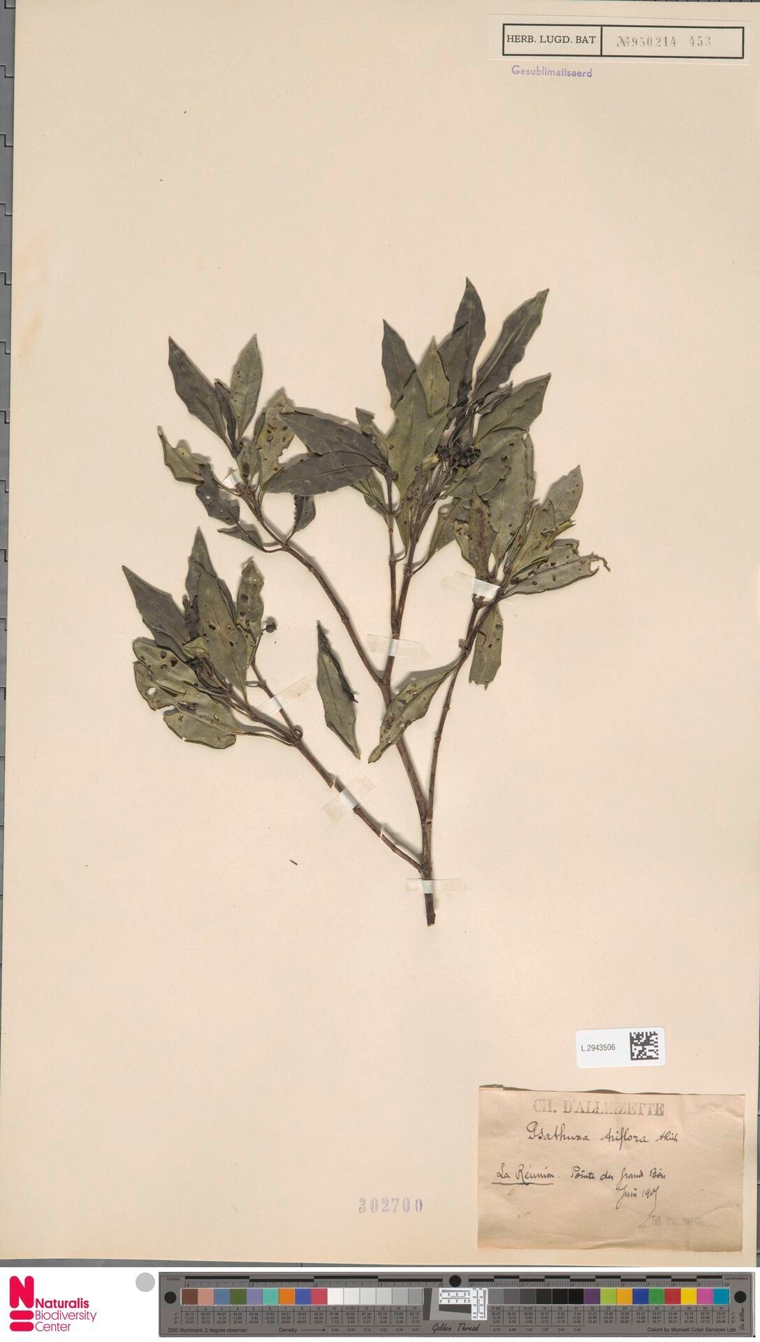 Psychotria terniflora — houseplant care guide