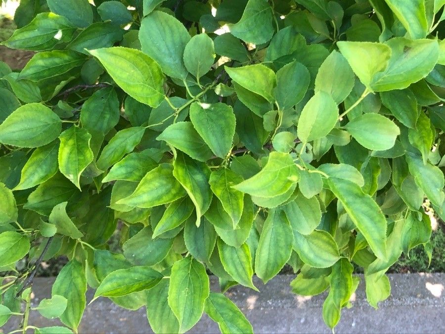 Rhamnus utilis — search result for 'Rhamnaceae'