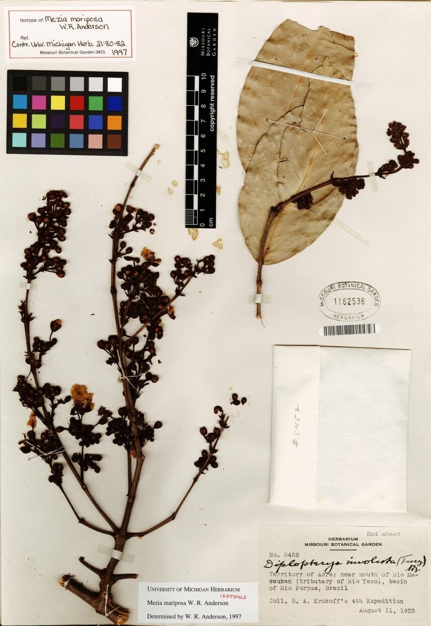 Mezia mariposa — related species from the same genus