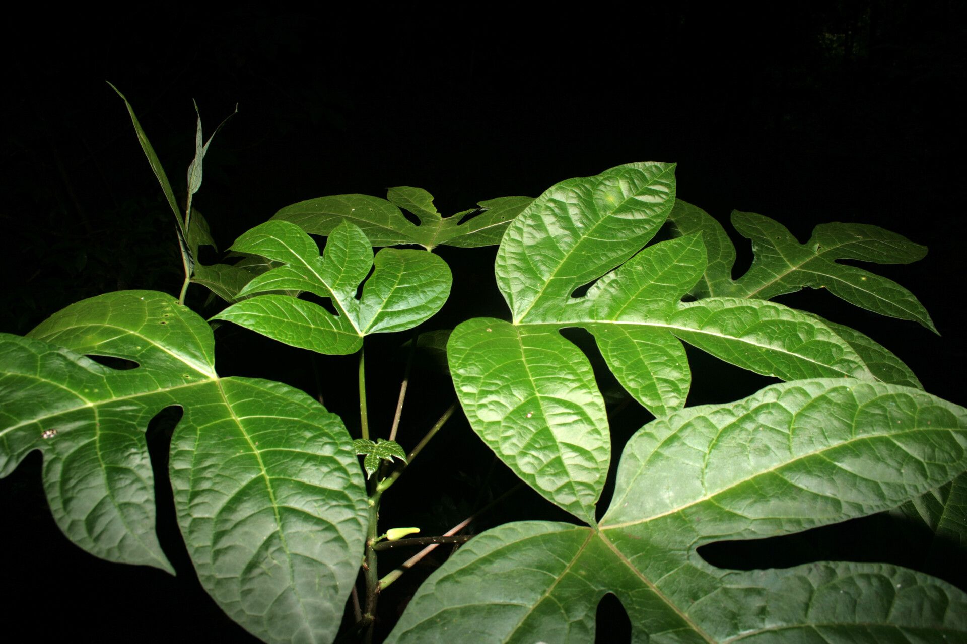 Carica microcarpa
