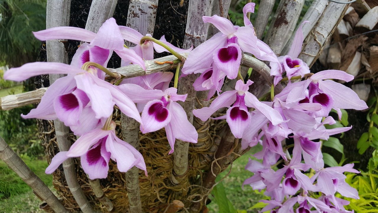 Dendrobium anosmum flower