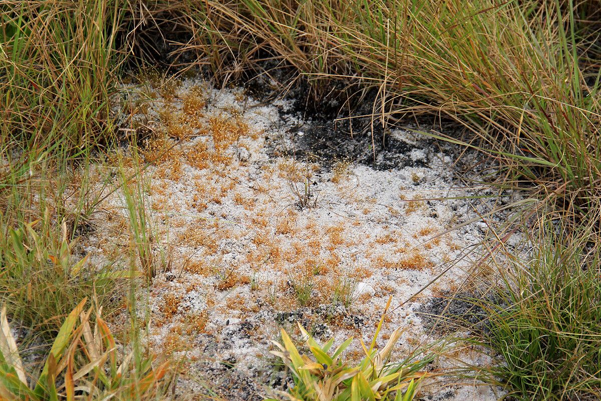 Syngonanthus welwitschii habit